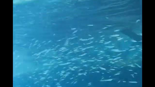 2007 04 Египет Шарм эль шейх а2 море смотреть онлайн