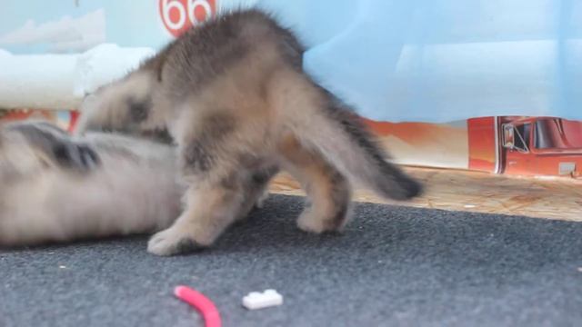 Золотые лисички-девочки скоттиш фолд смотреть онлайн