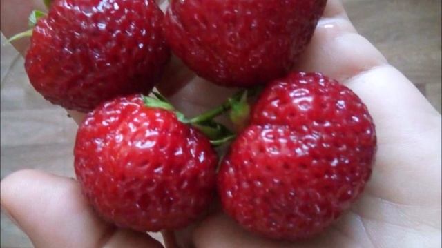 Новые саженцы крупноплодной садовой земляники по летним ценам! Предложение для жителей Самары! смотреть онлайн