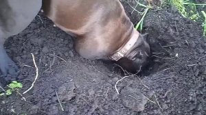 Американский були. собака- копака