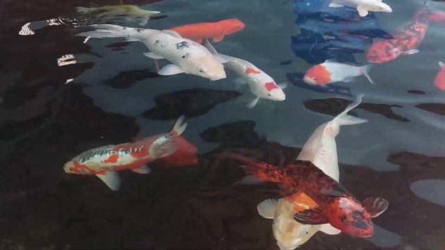 ИЗРАИЛЬ ПОРАЖАЕТ ??: Невероятный ЭЙЛАТ #путешествия #израиль #горы #море #travel #israel #redsea