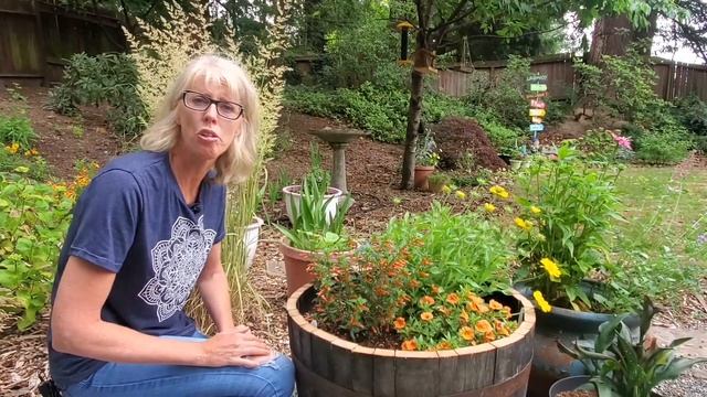 ? Vermillionaire® Firecracker Plant Care  |  Friday Plant Chat ?
