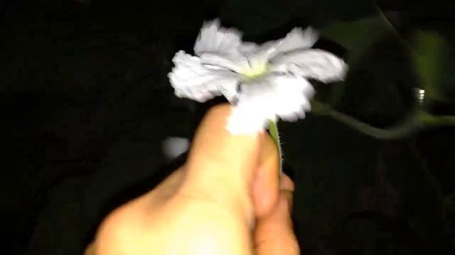 ЛАГЕНАРИЯ-СЕНТЯБРЬ. смотреть онлайн