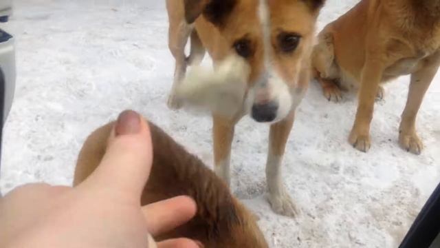 Собаки в Набережных Челнах смотреть онлайн