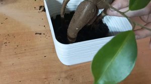 СПАСАЕМ фикус БОНСАЙ ( фикус МАКЛЕЙН , ГИНСЕНГ, Микрокарпа).