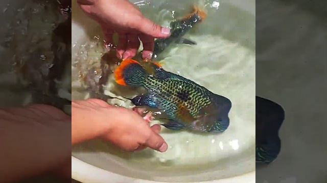 бирюзовая акара смотреть онлайн