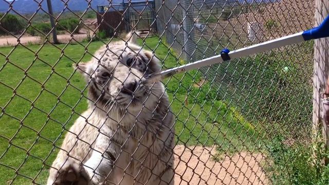 Out of Africa wildlife park- Camp Verde Arizona. An experience that should be on your bucket list смотреть онлайн