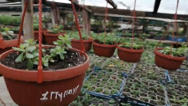 Почему я не отправляю растения почтой? Мой ответ! смотреть онлайн