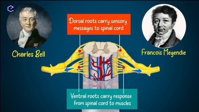 Coordination in Telugu: Class10 Biology chapter-5 FULL CHAPTER | AP & TS Syllabus смотреть онлайн