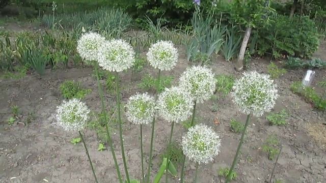 Лук декоративный белый. Маунт Эверест. смотреть онлайн