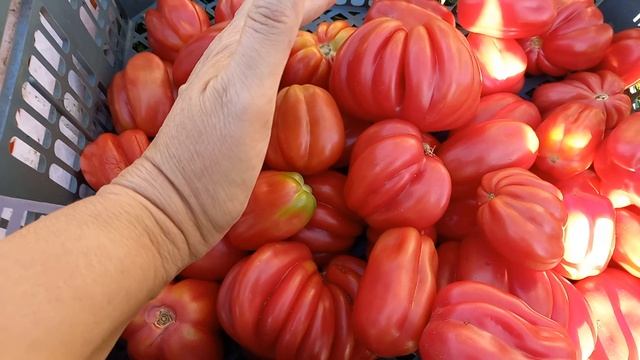 Последние томаты на семена. Выбор сделан у кого то ПМЖ у кого то билет на вылет из коллекции.