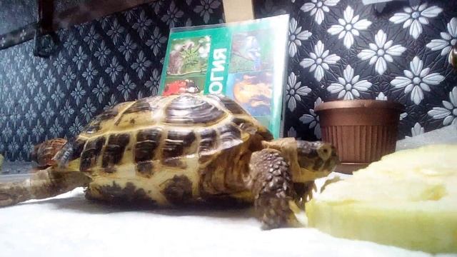 Совет Как пилить ногти черепахе смотреть онлайн