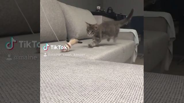 Мейн-кун. Котенок. Охота. Маленький тигр. Кот с кисточками на ушах. смотреть онлайн