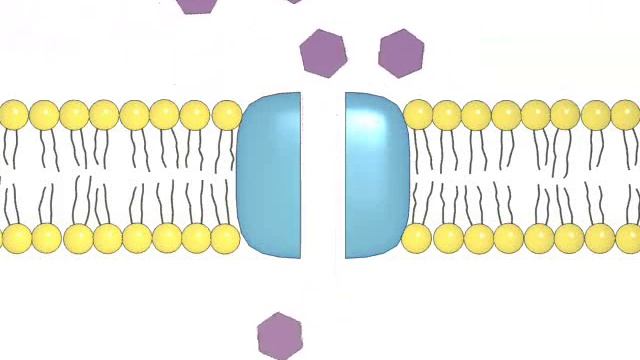 Облегченная диффузия.avi смотреть онлайн