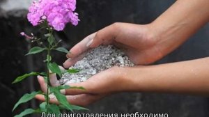 Чем подкормить флоксы