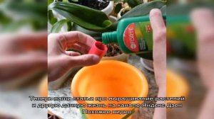 Подкормки комнатных растений жидкими удобрениями: чем и как удобрять