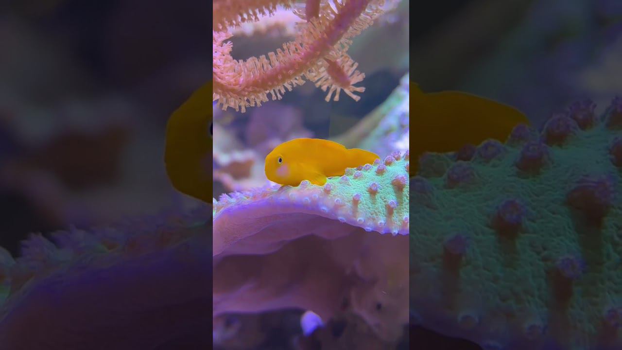 27 октября 2022 г. смотреть онлайн