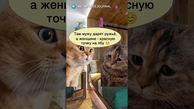 Никаких секретов #мыкотики #вмем #разговор #анекдот #шутки #кот #юмор #смешное #прикольно #мемы #cat смотреть онлайн