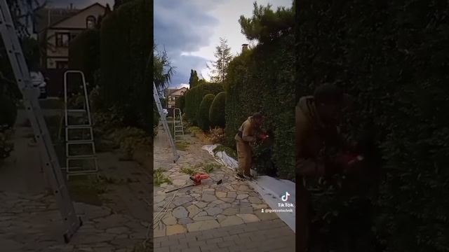 #стрижка#туя#ниваки#топиарий#шаровидная#горизонтальный#можжевельник#вертикальный#можжевельник# смотреть онлайн