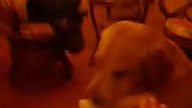 Тайны дикой природы