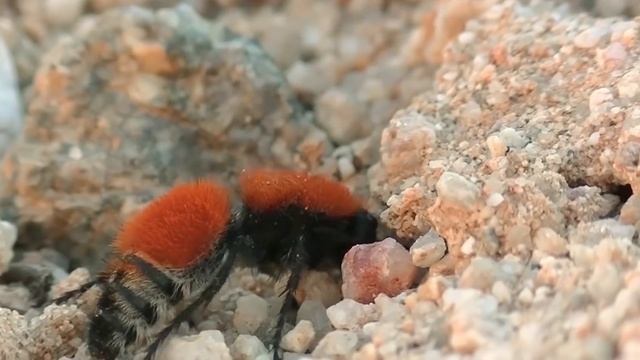 Этого Насекомого Боятся Больше Чем Пауков! смотреть онлайн