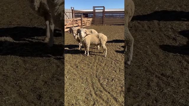 Как выглядят племенные бараны? Бараны породы ставропольский меринос. Возраст около 2-х лет #shorts смотреть онлайн