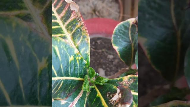 क्रोटन प्लांट को मरने से ऐसे बचाये How to save croton plant @anitasgalaxy смотреть онлайн