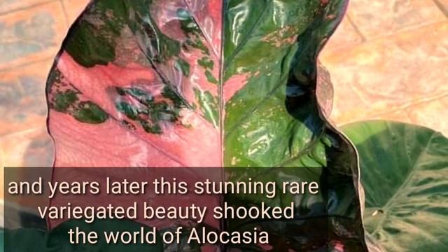 ALOCASIA SERENDIPITY  VARIEGATED