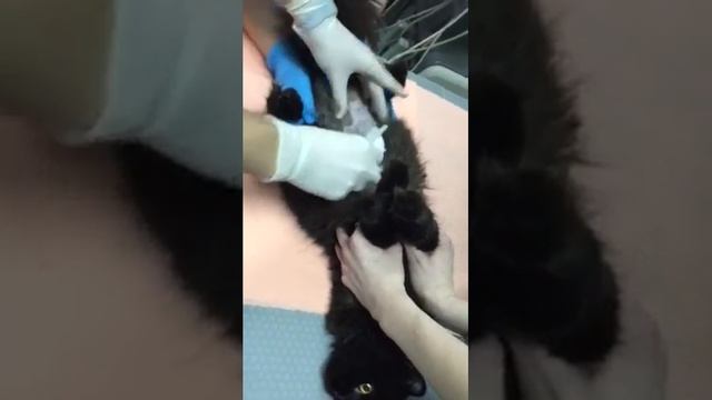 Отбор мочи методом цистоцентеза смотреть онлайн