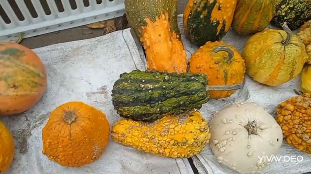 Тыква Декоративные сорта тыквы смотреть онлайн