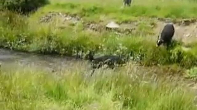 Длинноногий ЦВАРТБЛЕС легко проходит речку смотреть онлайн