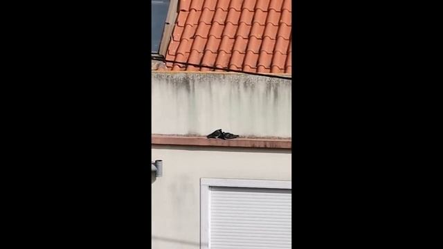 Голубиная любовь! Зачем нам стРАдания?