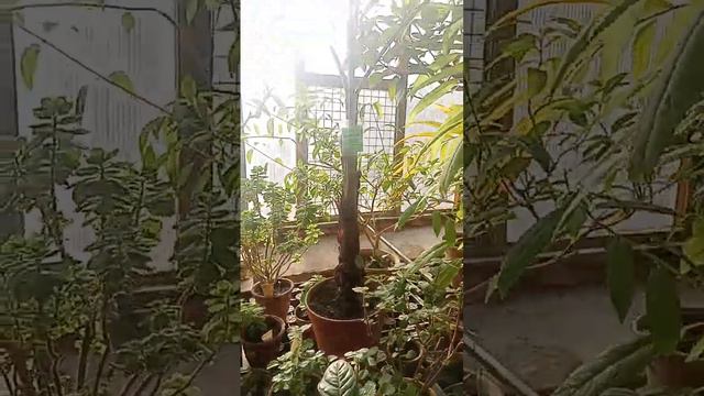 Санкт-Петербург типичный Питер СПб ботанический сад цветы растения деревья цветок дерево флора spb смотреть онлайн