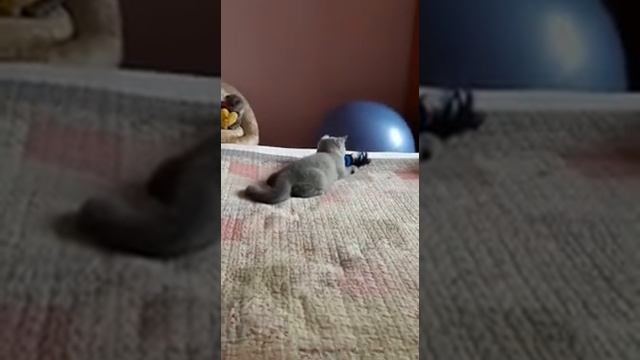 Британский кот Джексон ❤️ смотреть онлайн