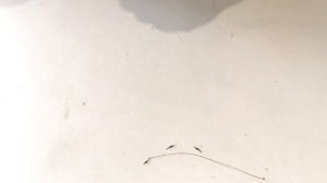 Поводки для рыбалки / Быстросъем / Лайфхак для фидерной ловли и поплавочной оснастки