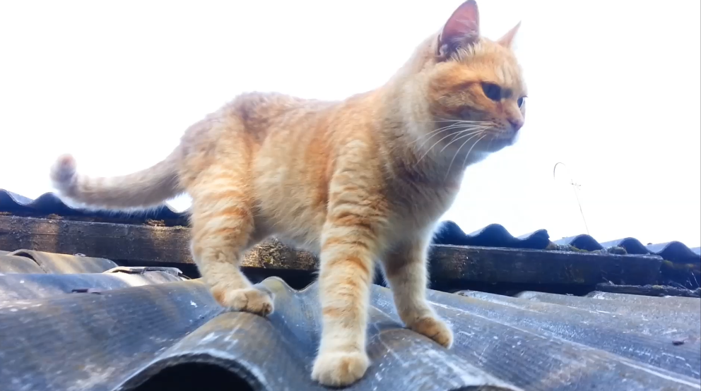 Рыжий кот Мишка смотреть онлайн