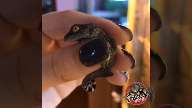 НОВОРОЖДЕННЫЙ ГЕККОН ТОКИ / первый геккон, который вылупился в 2019 году! смотреть онлайн