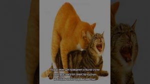 Спаривание кошек: сколько длится половой акт и когда можно вязать