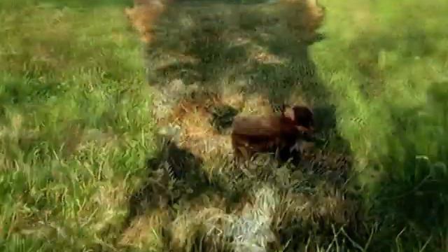 Щенок, йоркширский терьер,вязки, питомник Фаворит Дог смотреть онлайн