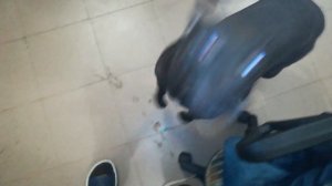 Фаина питбуль, реакция собаки на электрошокер первый раз