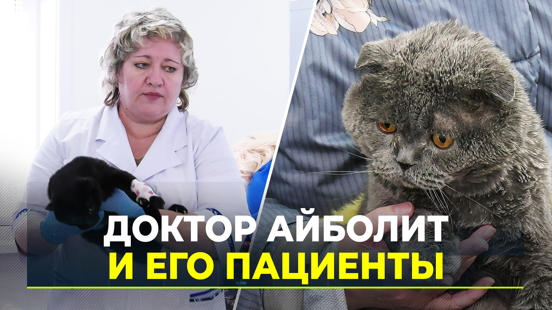 УЗИ для усатых и хвостатых надымчан