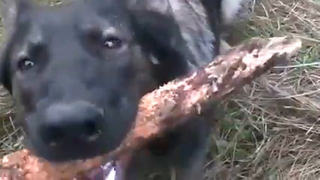 klip mladý pes Gauner skáče přes poražený strom pro klacek v MPEG 4 stř rozl смотреть онлайн