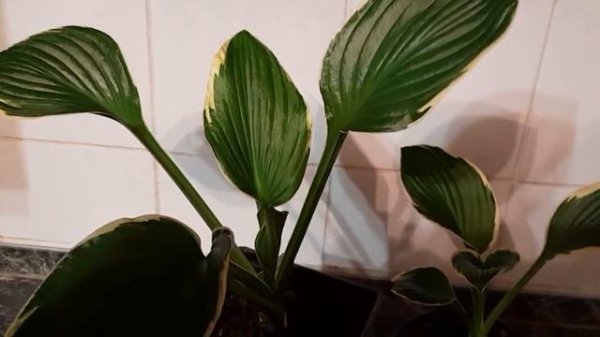 #хоста / Хоста гибридная Роберт Фрост(лат. hosta Robert Frost). Додерживаем до высадки в грунт