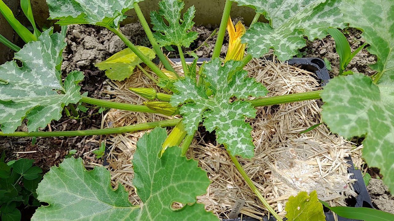 СУПЕР СПОСОБ выращивания КАБАЧКОВ на ЛЮБОМ грунте смотреть онлайн