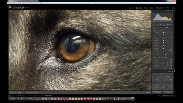 Adobe Photoshop Lightroom 4 Beta New features смотреть онлайн