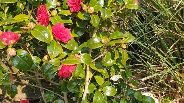 Camellia Japonica Red ♦️❤