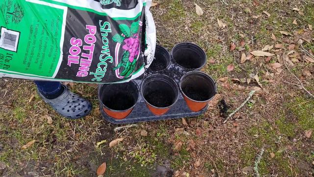Potting up Angel Trumpet Brugmansia Cuttings смотреть онлайн