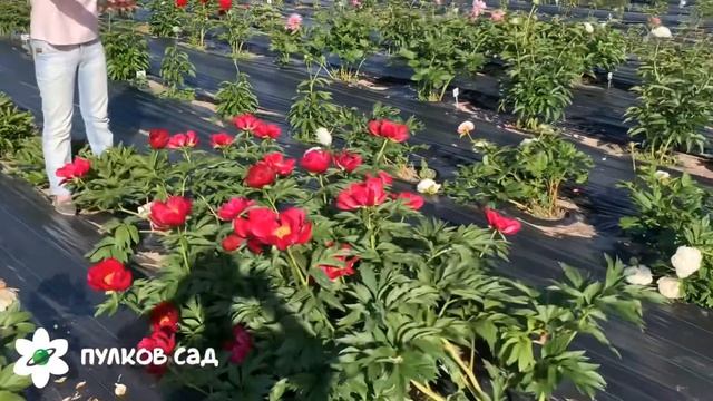 Illini warrior peony. Иллини Уорриор пион. Пулков сад смотреть онлайн