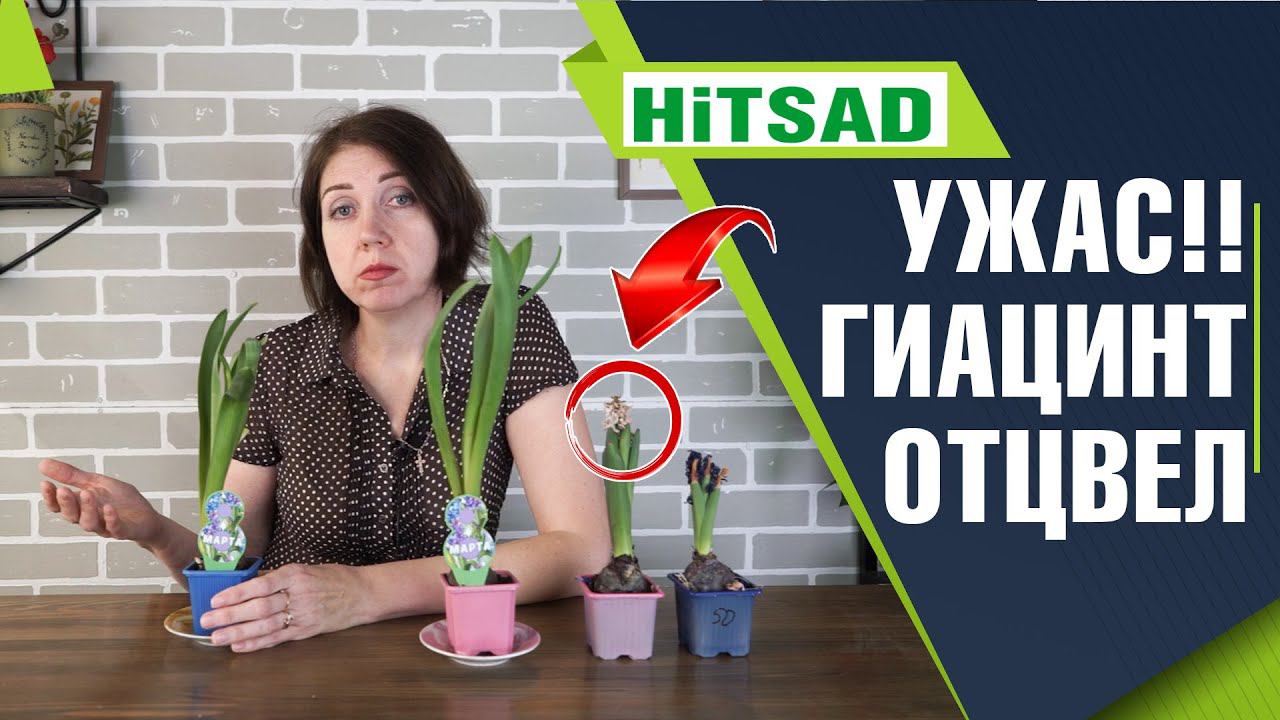 Подарили гиацинт Что делать с гиацинтом после цветения смотреть онлайн