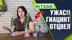 Подарили гиацинт Что делать с гиацинтом после цветения